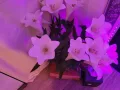 Photo 18 from listing “Erotik Massage Stripterasse Bei Oase”, age 44