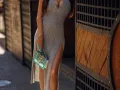 Photo 1 from listing “Darina”, age 25