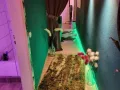 Photo 8 from listing “Erotik Massage Stripterasse Bei Oase”, age 44