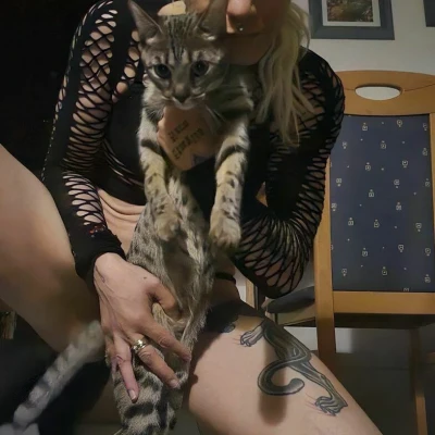 Nilliy, Escort, Vienna