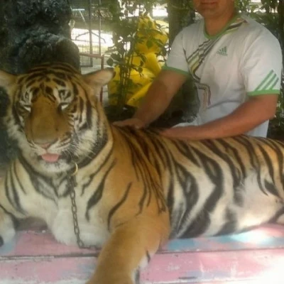 Babi, Escort, Istanbul