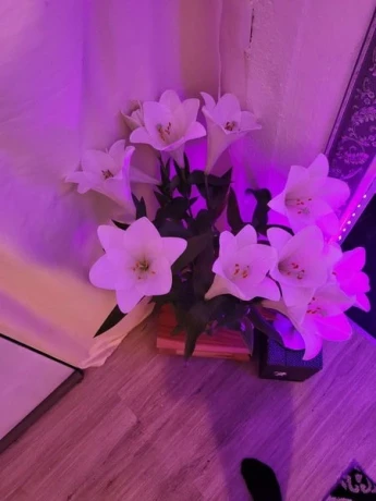 Erotik Massage Stripterasse Bei Oase — 18 / 22