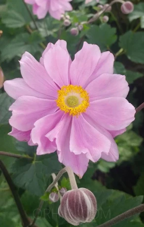 Haut an Haut — 2 / 3